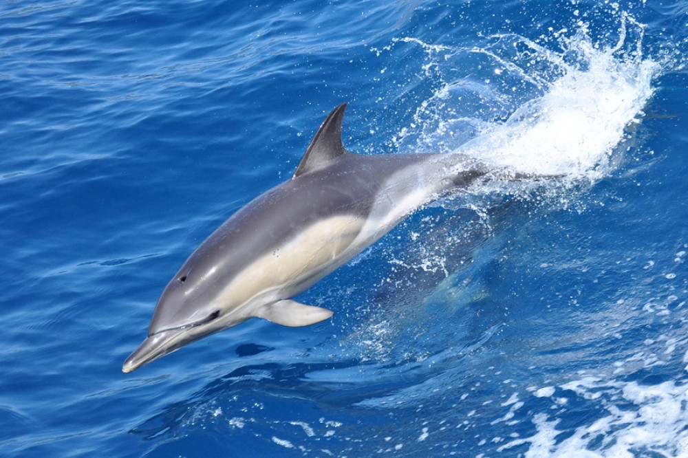 Dolphin Adventure
