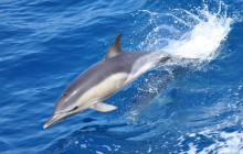 Dolphin Adventure5