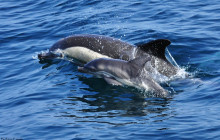 Dolphin Adventure4
