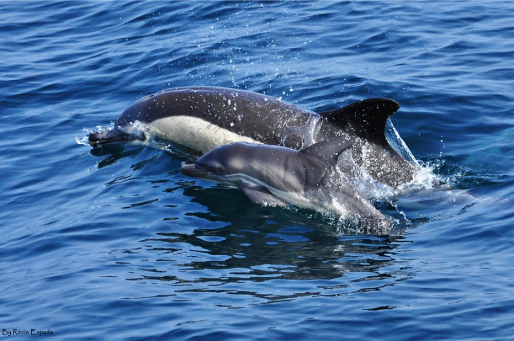 Private Wild Dolphin Watching Cruise in Gibraltar