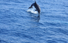 Dolphin Adventure4