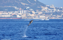 Dolphin Adventure3
