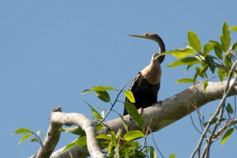 Aguacate Lagoon Birding