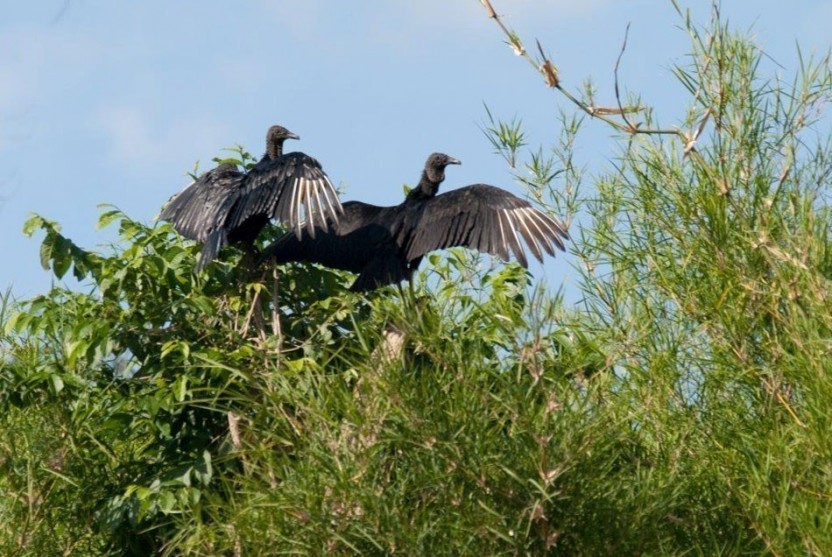 Aguacate Lagoon Birding