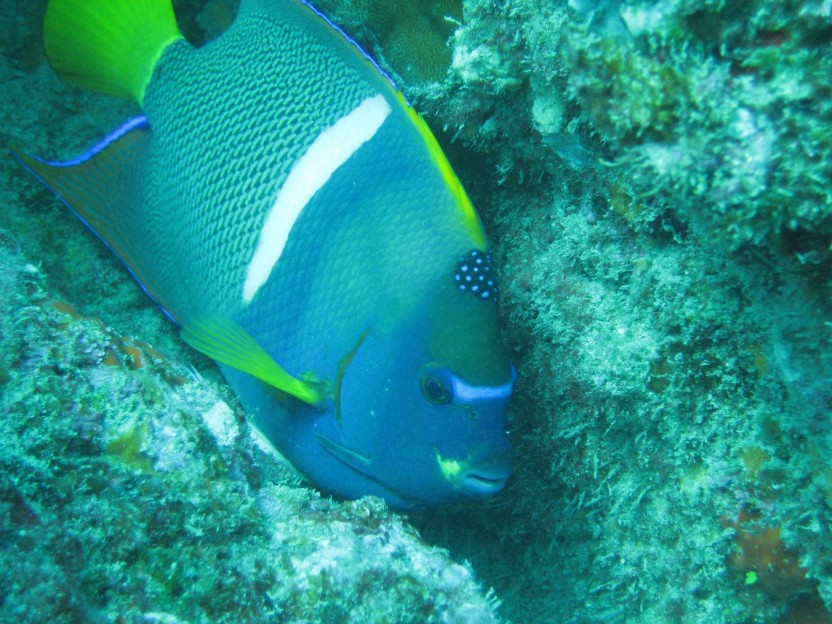 Two Tank Dive to Marino Ballena from Uvita