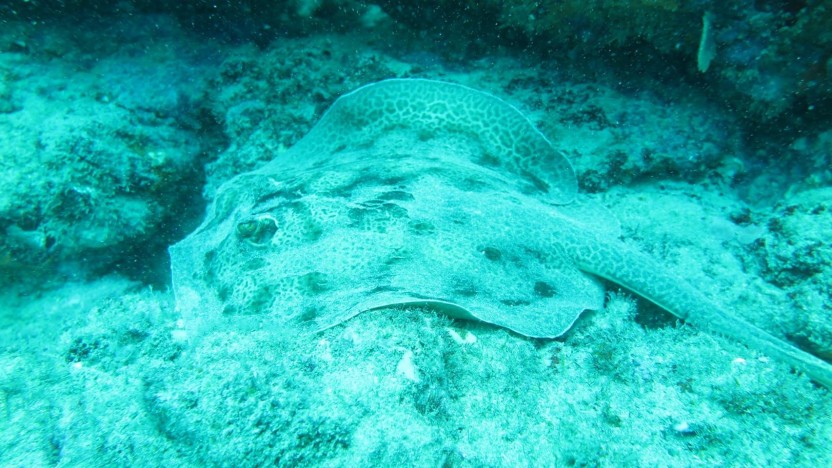 Snorkeling in Marino Ballena From Uvita