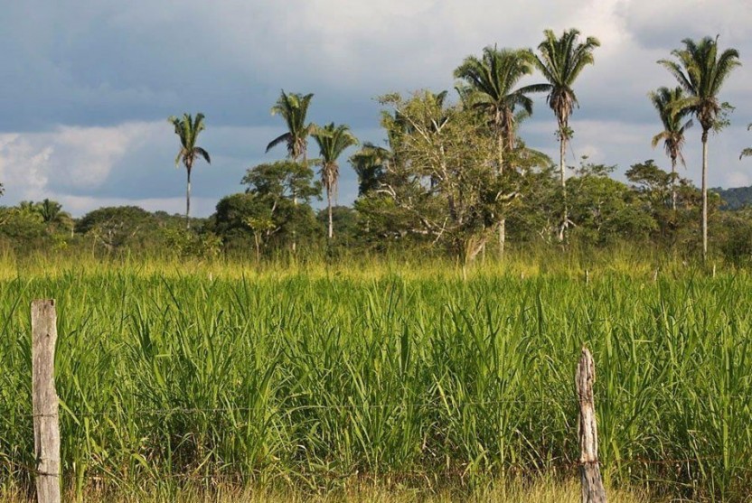 San Lorenzo Birdwatching