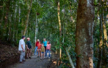 Wait-a-While Rainforest Tours7