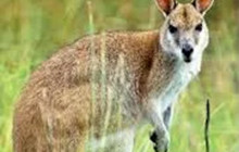 Wait-a-While Rainforest Tours2