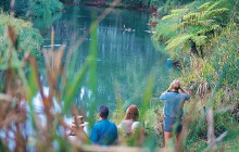 Wait-a-While Rainforest Tours3