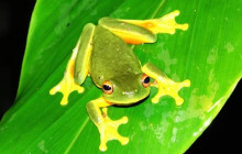 Wait-a-While Rainforest Tours5