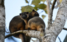 Wait-a-While Rainforest Tours4