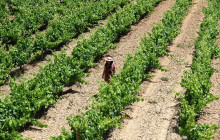 BODEGA MIQUEL JANE6