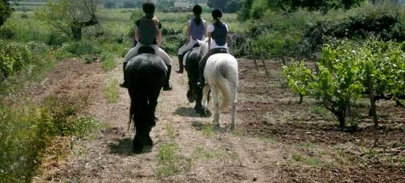 Complete Winery Visit and Horseback Riding Tour in the Penedès, photo 3 of 6