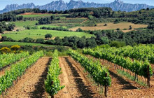 BODEGA MIQUEL JANE4