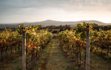 Punt Road Wines10