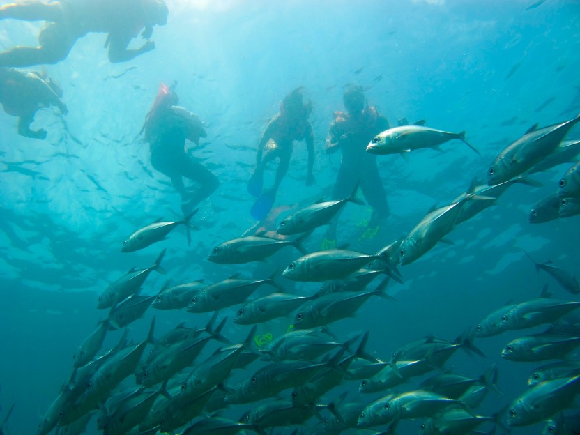 Snorkel Marino Ballena - Half Day