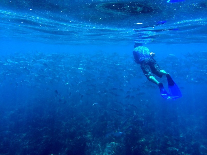 Snorkel Cano Island - Full Day