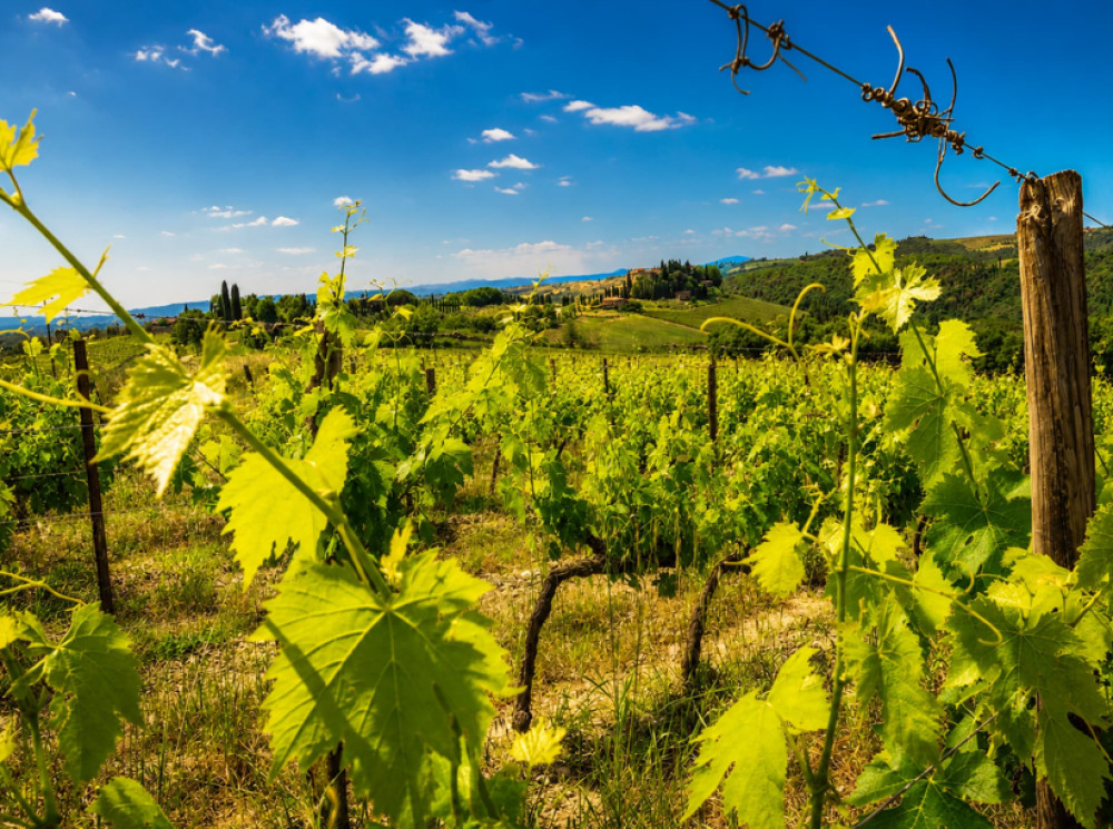 Private Full Day in Chianti