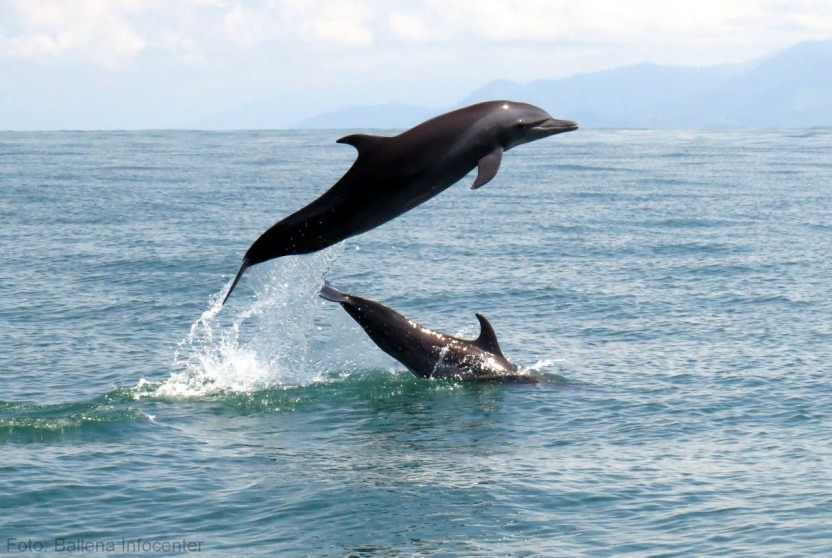 Whale & Dolphin Watching Tour