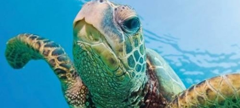 Turtle Snorkel Sail With Lunch