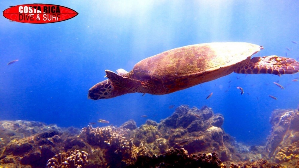Costa Rica Dive & Surf Uvita Project Expedition