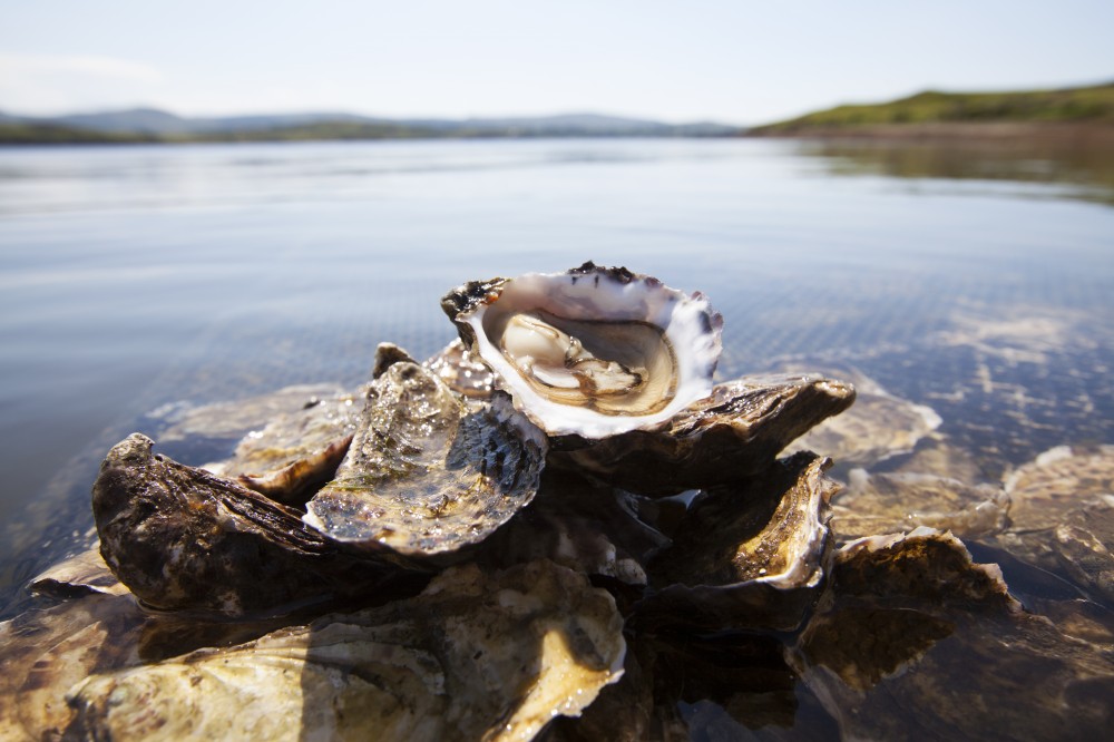 Oyster Farm Tour & Oyster Tasting - Letterfrack, Connemara