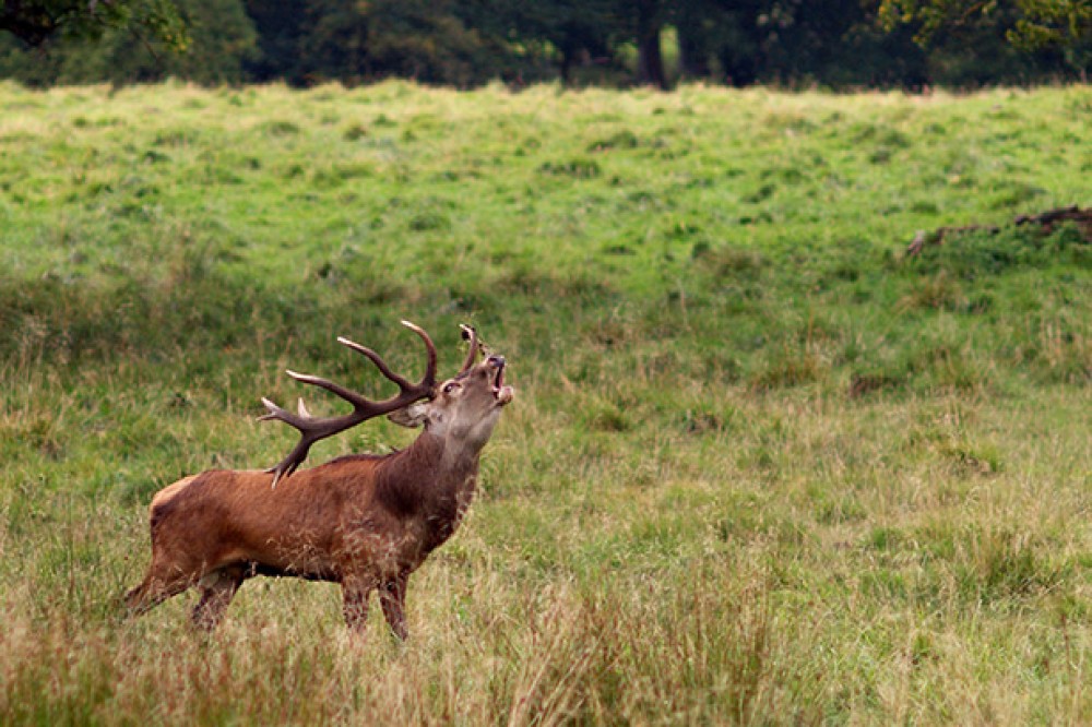 Private Deer Viewing & Ecology Safari in Connemara