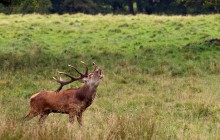 Ireland Wild Escapes1