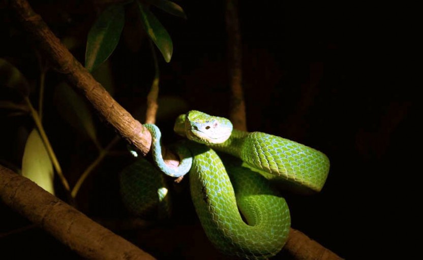 Butterfly Farm, Serpentarium & Frog Exhibit Nature Tour