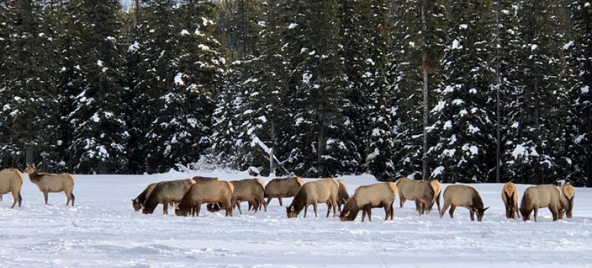 Experience Banff National Park, Moraine Lake & Lake Louise Private Tour