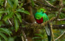 Juan Castro Blanco Cloud Forest (Searching for the Quetzal)