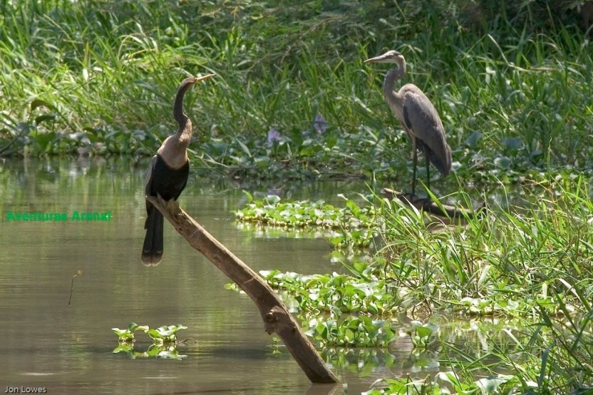 Sunset Birdwatching Boat Tour at Arenal Lake