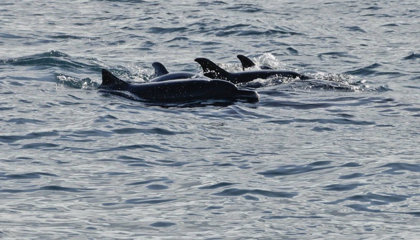 Whale Watching & Dolphin Encounter Combination Tour