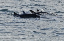 Whale Watching & Dolphin Encounter Combination Tour