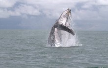 Whale Watching & Dolphin Encounter Combination Tour