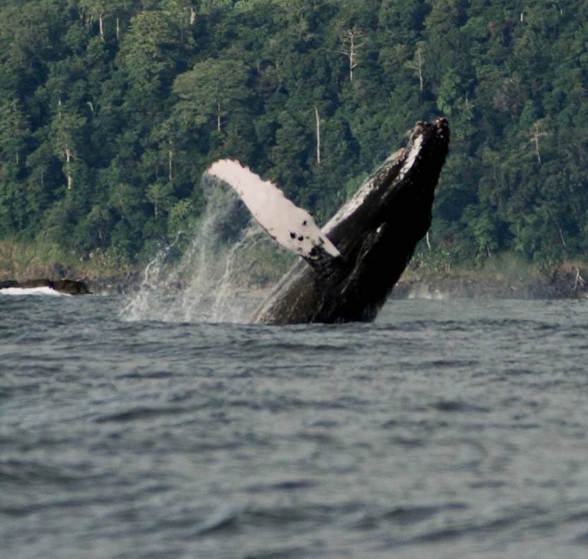 Whale Watching & Dolphin Encounter Combination Tour