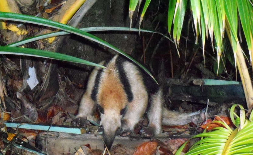 Corcovado Nature Tour - Full Day