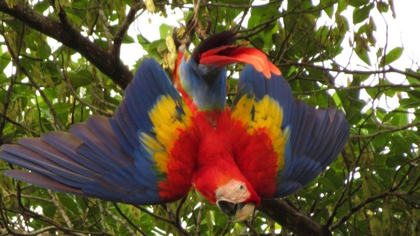 Corcovado Nature Tour - Full Day