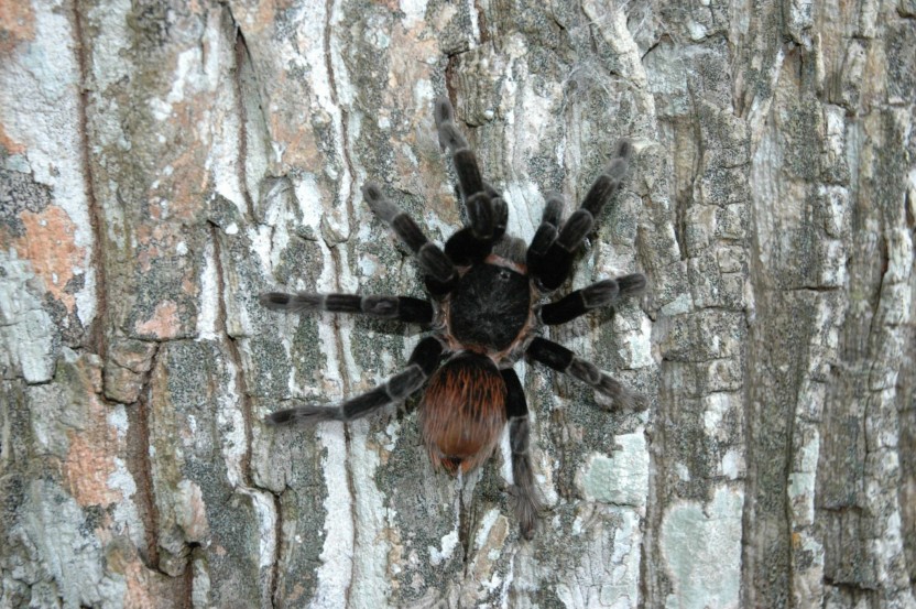Cave Tubing and Belize Zoo