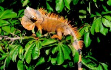 Amigos Jungle Tours38