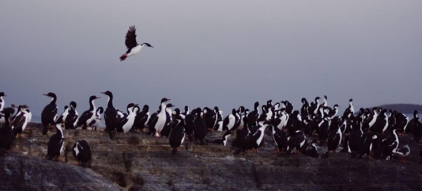 Catamaran Cruise of Beagle Channel with Les Eclaireurs Lighthouse
