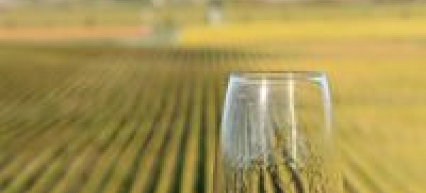 Afternoon Half-Day Marlborough Wine Region Tour (Picton/Blenheim)