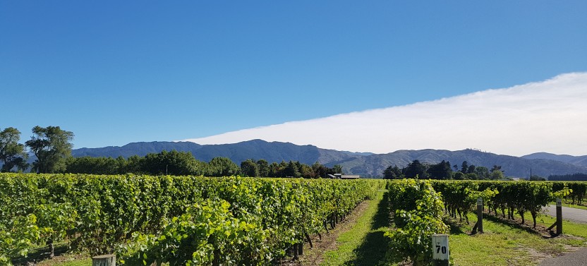 Full-Day Marlborough Wine Tasting Tour From Blenheim