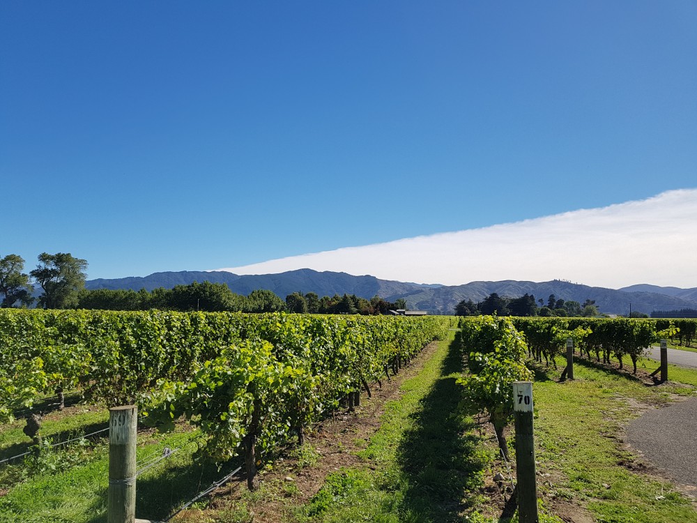 Full-Day Marlborough Wine Tasting Tour From Blenheim