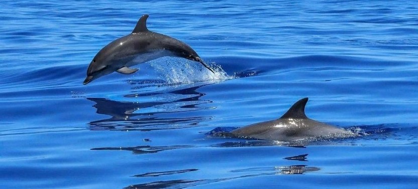 Dolphin Shelling Snorkeling Cruise