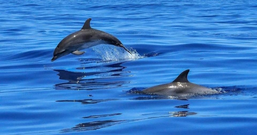 Dolphin Shelling Snorkeling Cruise