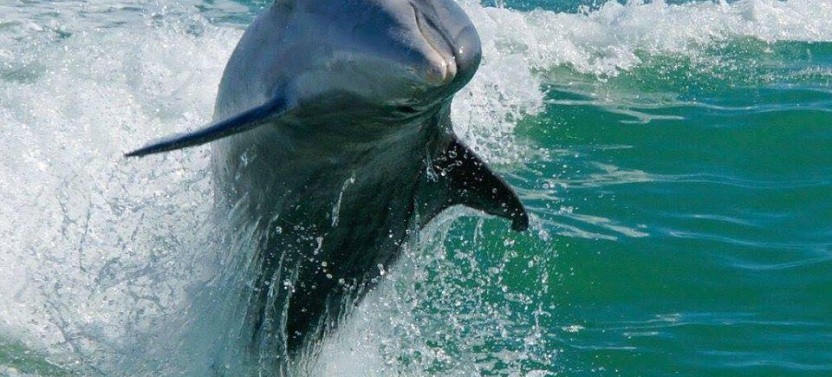 Egmont Key Snorkeling Dolphin Cruise