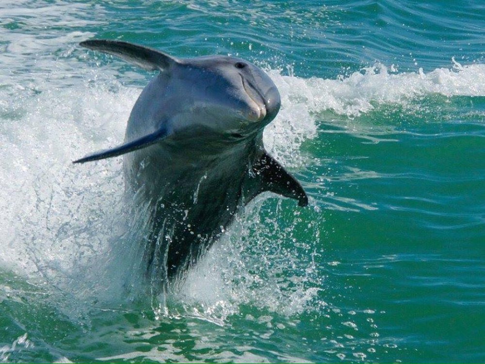 Egmont Key Snorkeling Dolphin Cruise