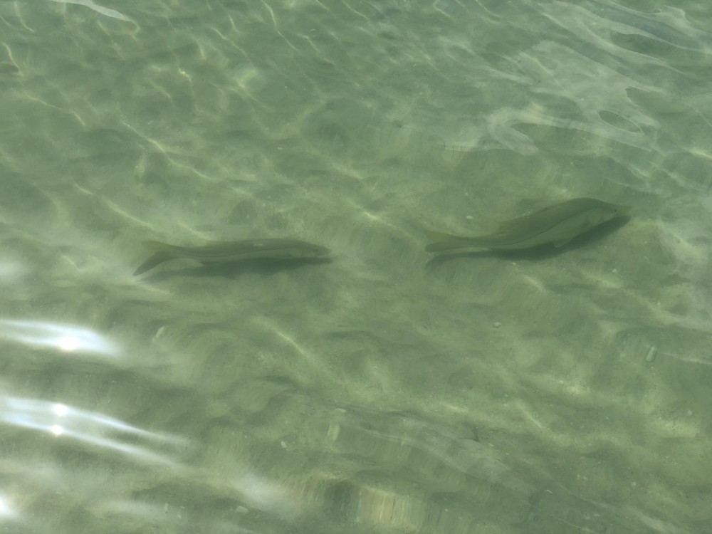 Egmont Key Snorkeling Dolphin Cruise Treasure Island Project Expedition